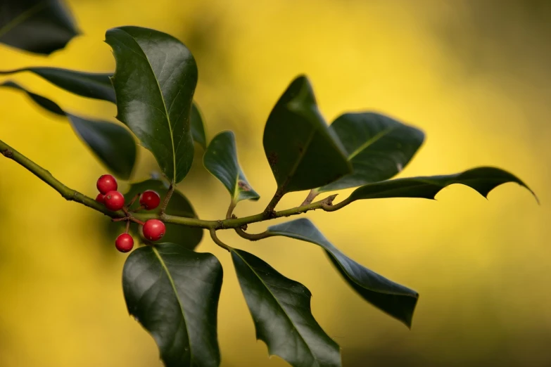 a close up of a plant with red berries, by Robert Brackman, shutterstock, hurufiyya, yellow and greens, still life, highly detailed product photo, winterthorn blessing