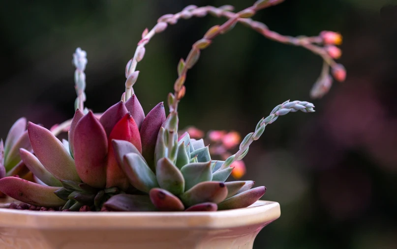 a close up of a plant in a pot, by Bernardino Mei, pexels, in a red dish, sharp spines, no blur dof bokeh, various posed