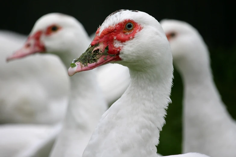 a group of white ducks standing next to each other, by Jacob Duck, flickr, hurufiyya, cranes, portrait”, eating, grain”