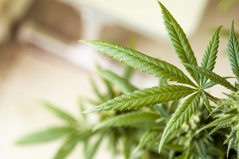 a close up of a potted plant on a table, by Jakob Gauermann, shutterstock, marijuana leaf, 513330673, istockphoto, very crisp details