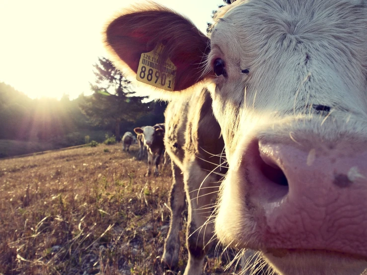 a close up of a cow in a field, a picture, unsplash, photorealism, sunflare, porcelain skin ”, big cheeks, grain”