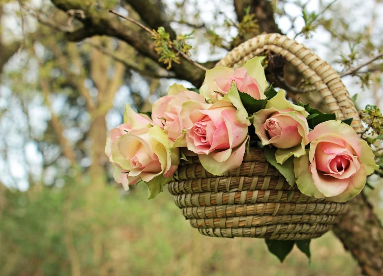 a basket filled with pink roses hanging from a tree, by Sylvia Wishart, flickr, full res, looking left, stylised, close-up shot