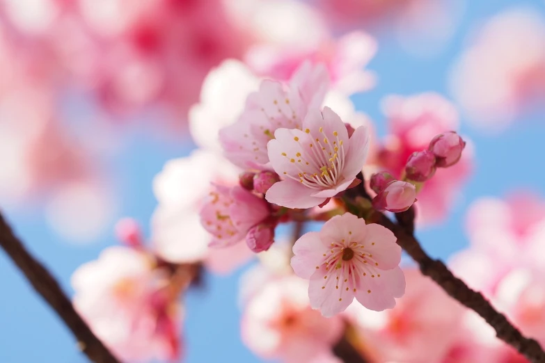 a close up of some pink flowers on a tree, istock, 1 6 x 1 6, sakura bloomimg, heaven on earth