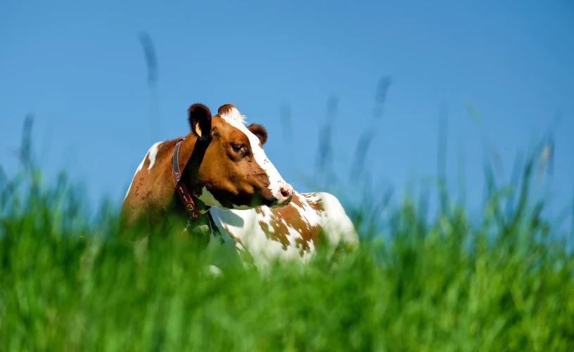 a brown and white cow standing on top of a lush green field, a picture, by Dietmar Damerau, shutterstock, animals mating, dominant wihte and blue colours, calico, hiding in grass
