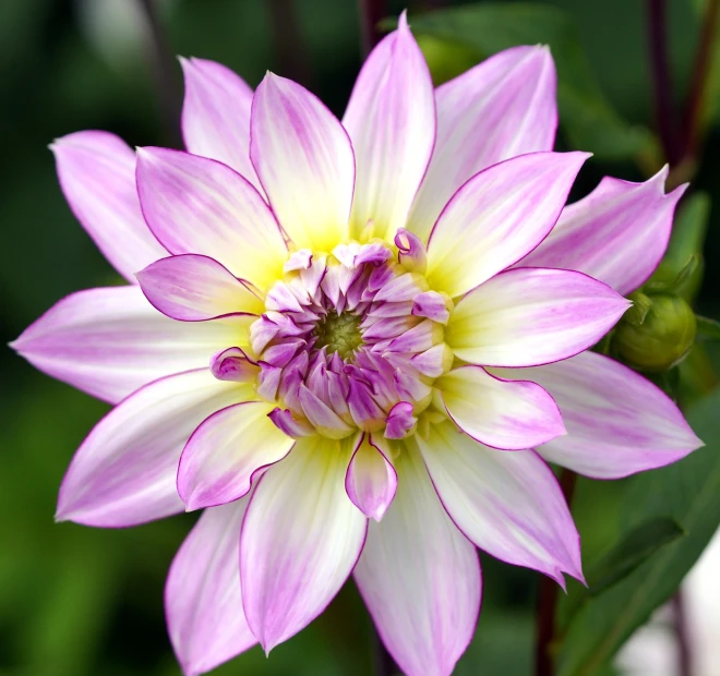 a close up of a purple and white flower, arabesque, dahlias, beautiful flower, pink yellow flowers, very high bloom ammount