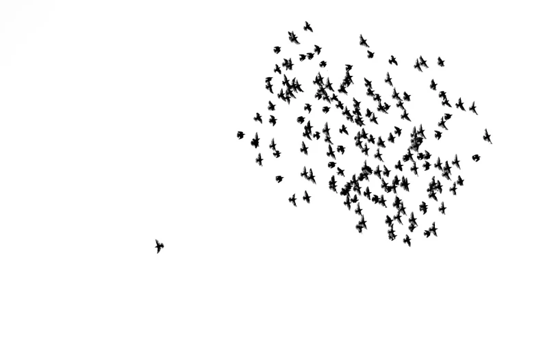 a flock of birds flying in the sky, an illustration of, flickr, minimalism, black color on white background, hunting, city birds eye view, camera photo