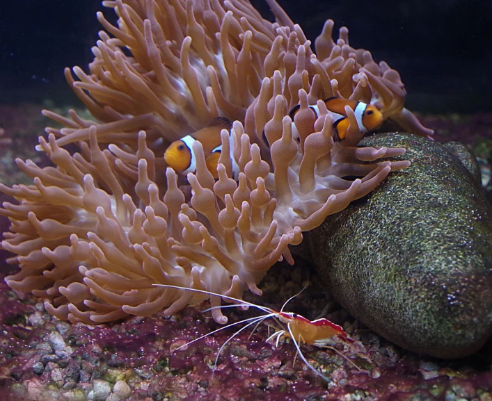 a couple of clown fish in a sea anemone, by Robert Brackman, flickr, romanticism, okinawa churaumi aquarium, ghostshrimp, lone female, by greg rutkowski