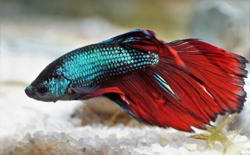 a close up of a fish in a tank, reddit, renaissance, red and teal color scheme, flowing mane and tail, with his long black hair, hd wallpaper