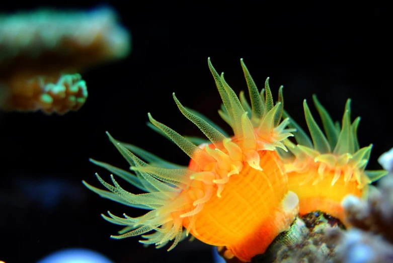 a close up of an orange sea anemone, by Dietmar Damerau, flickr, romanticism, seahorse, resembling a crown, side-view, twirling glowing sea plants
