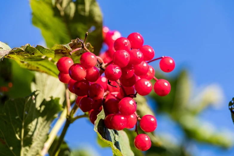 a close up of a bunch of berries on a tree, a stock photo, blue sky, very sharp photo, southern slav features, pink and red colors