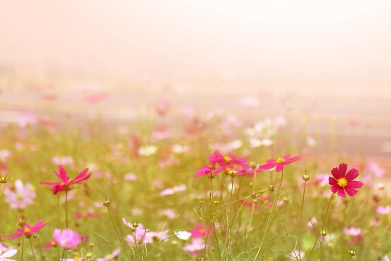 a field full of pink and white flowers, a tilt shift photo, by Yi Jaegwan, color field, in the morning mist, bokeh photo