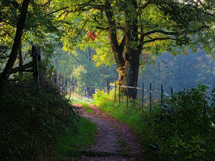 a dirt path in the middle of a wooded area, a picture, by Charmion von Wiegand, shutterstock, in a gentle green dawn light, beginning of autumn, cottagecore!!, backlit!!