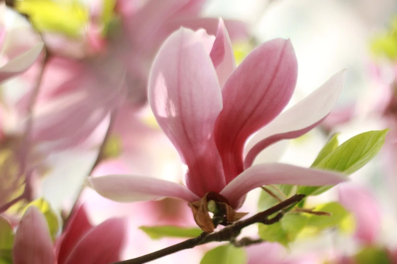 a close up of a flower on a tree, a picture, by Anna Füssli, flickr, romanticism, magnolias, pink petals fly, dreamy floral background, high detail photo