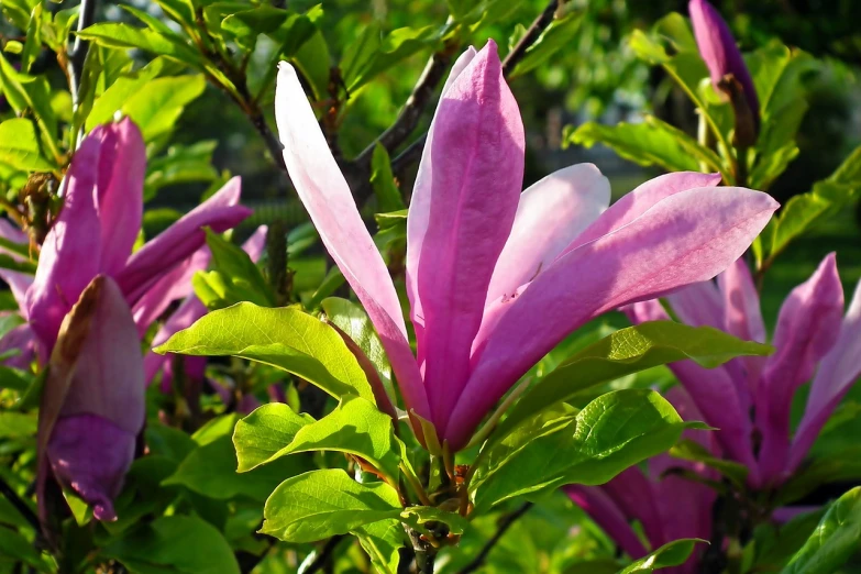 a close up of a flower on a tree, a portrait, by Alfons von Czibulka, magnolia big leaves and stems, lilac sunrays, pink and green, very closeup