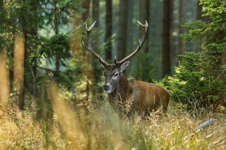 a deer that is standing in the grass, a picture, by Dietmar Damerau, shutterstock, baroque, coniferous forest, panzer, 8k 50mm iso 10, sitting in the forrest