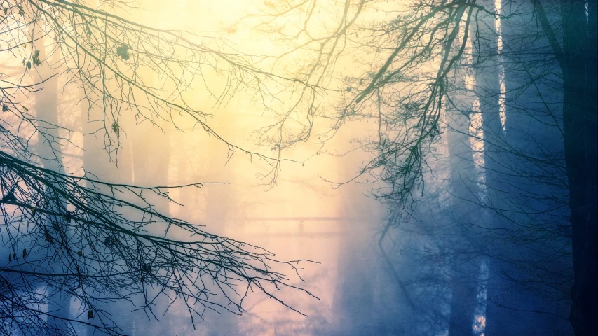 a foggy forest filled with lots of trees, a picture, romanticism, bridge, mystic winter landscape, sunlight reflected on the river, branches composition abstract