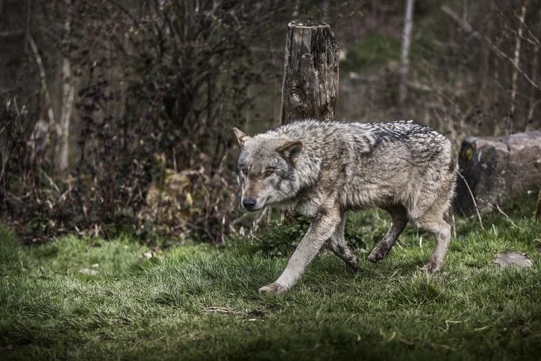 a wolf walking across a lush green field, a picture, by Wolf Huber, shutterstock, figuration libre, picture taken in zoo, rustic, grey, shot with canon eoa 6 d mark ii