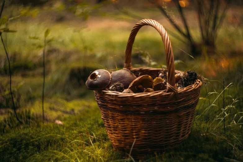 a basket full of mushrooms sitting in the grass, a still life, in an evening autumn forest, high quality product image”