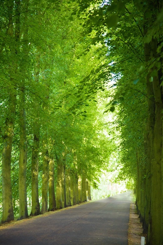 a man riding a skateboard down a tree lined road, a picture, by Emanuel de Witte, shutterstock, renaissance, shades of green, northern france, hallway landscape, trees growing on its body