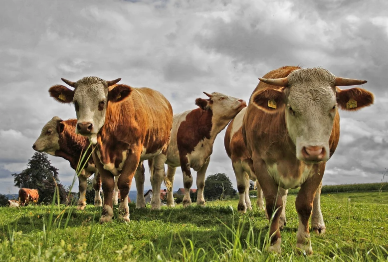 a herd of cows standing on top of a lush green field, by Julian Hatton, flickr, fisheye photo, istockphoto, [ realistic photo ]!!, close - up photo