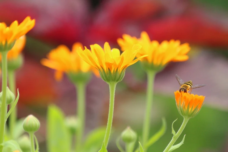 a bee sitting on top of a yellow flower, a picture, by Jan Rustem, orange blooming flowers garden, high res photo, marigold background, chrysanthemum and tulips