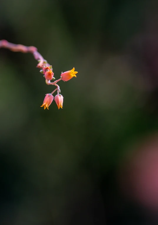 a close up of a flower with a blurry background, by Richard Carline, desert flowers, shallow focus background, simple composition, bokeh photo