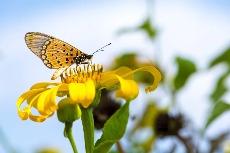 a butterfly sitting on top of a yellow flower, a macro photograph, shutterstock, beautiful sunny day, butterflies floating in the sky, very sharp and detailed photo, mid shot photo
