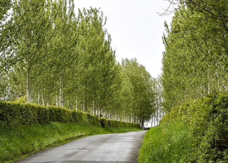 a road lined with trees next to a lush green field, a picture, by Richard Carline, shutterstock, betula pendula, hedges, random detail, springtime morning