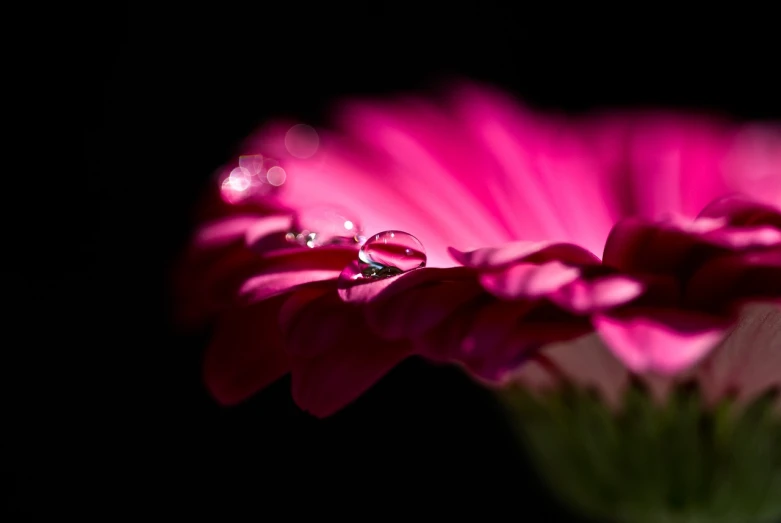 a close up of a pink flower with water droplets, a macro photograph, by Jan Rustem, romanticism, diorama macro photography, in the spotlight, very shallow depth of field, magenta colours