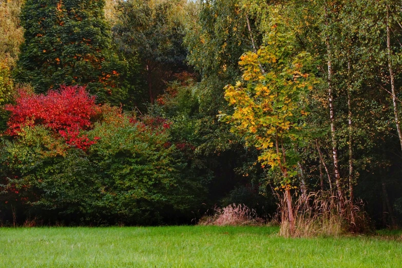 a red fire hydrant sitting on top of a lush green field, by Richard Carline, autumn colour oak trees, panorama, lion in a meadow with hornbeam, taken with sony alpha 9