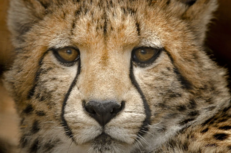 a close up of a cheetah looking at the camera, a portrait, flickr, detail face, 3 4 5 3 1, sand cat, portrait 4 / 3