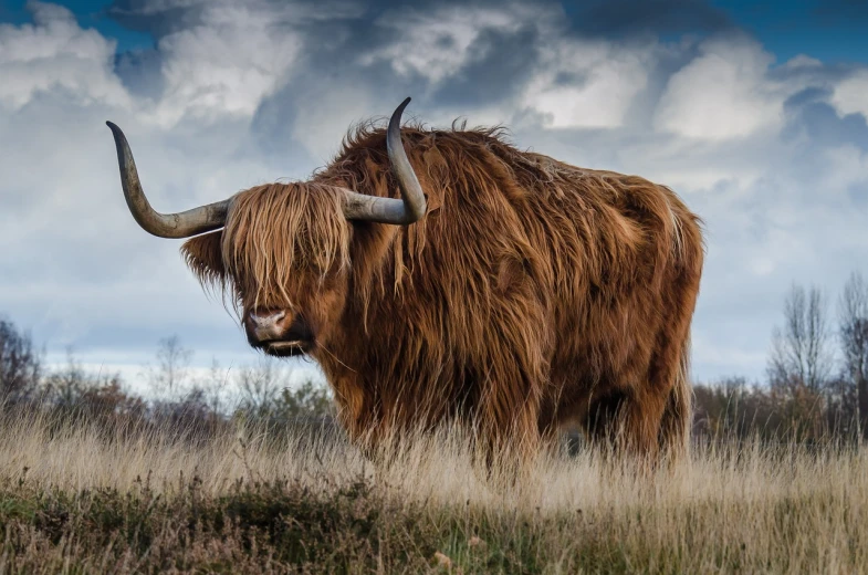 a long haired cow standing on top of a grass covered field, a portrait, trending on pixabay, surrealism, a horned, avatar image, huge bull emerging from the sand, ginger hair and fur