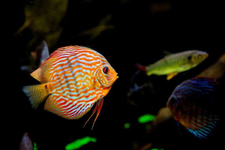 a close up of a fish in an aquarium, a screenshot, by Mandy Jurgens, shutterstock, renaissance, orange neon stripes, deep lush vivid colors, stock photo