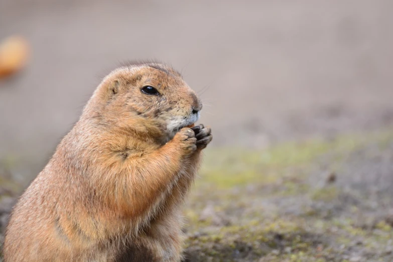 a ground squirrel standing on its hind legs, a photo, close up portrait photo, mouse photo