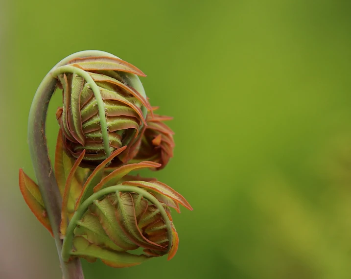 a close up of a plant with a blurry background, a macro photograph, by Jan Rustem, art nouveau, grasping pseudopods, early spring, spiral horns!, ferns