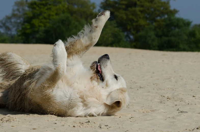 a dog rolling on its back in the sand, by Dietmar Damerau, flickr, baroque, blond furr, having a good time, on his hind legs, high res photo