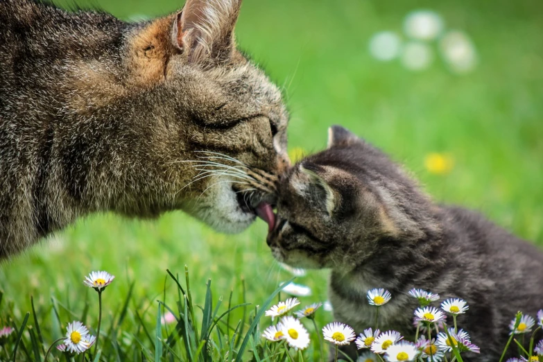 a couple of cats that are standing in the grass, a picture, by Ivan Grohar, shutterstock, romanticism, picking up a flower, mother, licking out, maternal photography 4 k