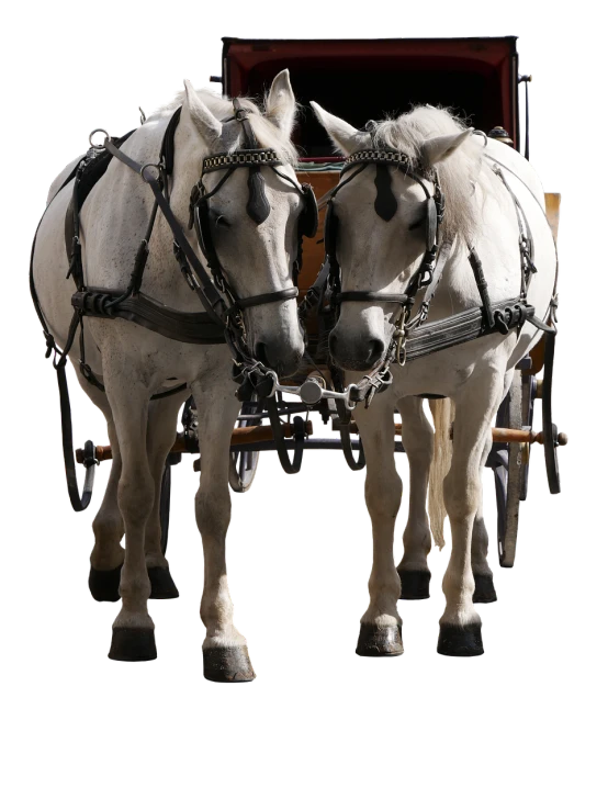 two white horses pulling a carriage on a black background, a portrait, harnesses and garters, full color photograph, clear detailed view, on a gray background