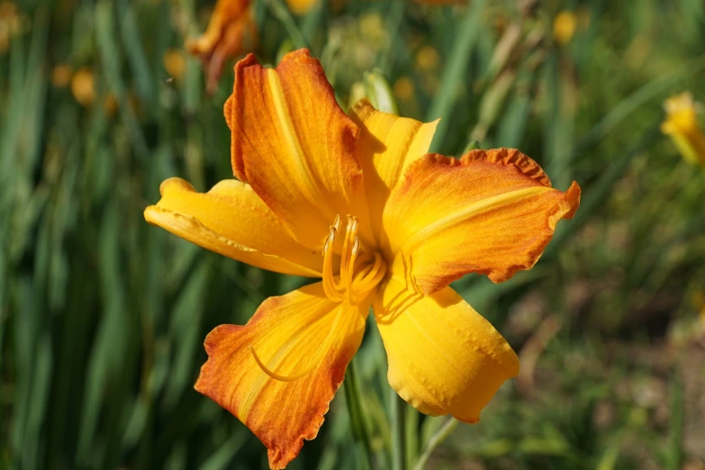 a close up of a flower in a field, hurufiyya, orange yellow, big lilies, 8 0 mm photo