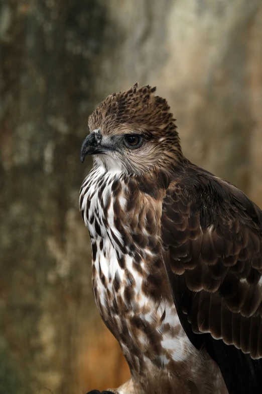 a close up of a bird of prey, a portrait, shutterstock, hurufiyya, immature, zoo photography, very sharp photo, portait photo