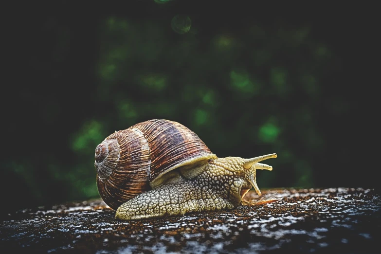 a close up of a snail on a rock, a macro photograph, renaissance, in a rainy environment, a pair of ribbed, 8k)), very sleepy and shy