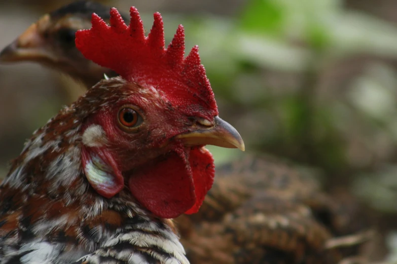 a close up of a rooster with a red comb, by Gwen Barnard, flickr, close - up of face, photograph credit: ap, fearow, young male