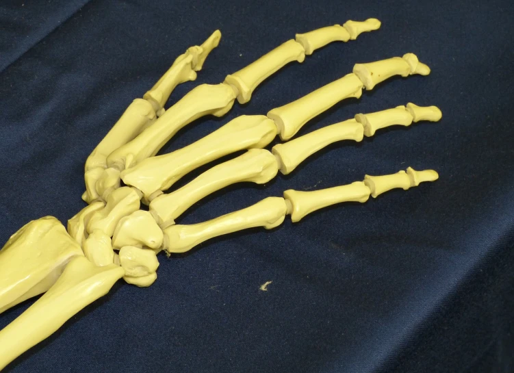 a close up of a skeleton hand on a table, by Susan Heidi, flickr, academic art, neon hand sports bracelet, 3/4 view realistic, tight bone structure, orthoview