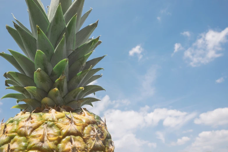 a close up of a pineapple against a blue sky, renaissance, nature and clouds in background, bottom angle, rendering, high res photo