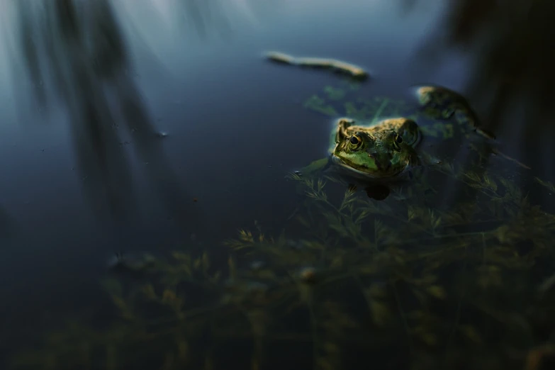 a frog that is sitting in some water, a picture, by Matthias Weischer, dark swamp, alexey egorov, small pond, chillhop