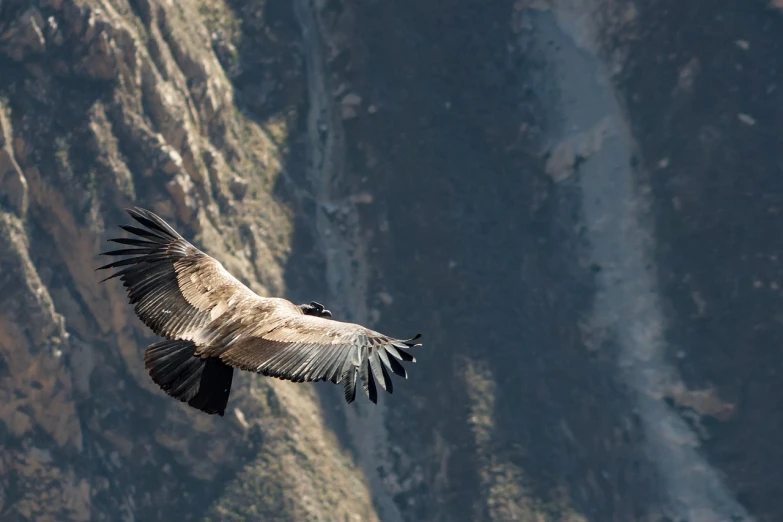 a bird that is flying in the air, by Matteo Pérez, hurufiyya, top of a canyon, vulture, banner, andes