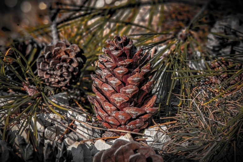 a close up of a pine cone on a tree, a portrait, by Arnie Swekel, colourized, very sharp and detailed photo, rustic setting, 🦩🪐🐞👩🏻🦳