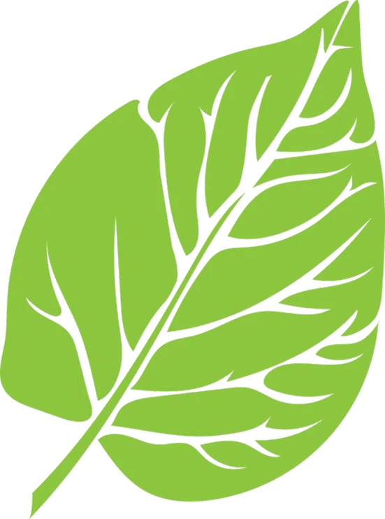 a green leaf on a black background, inspired by Masamitsu Ōta, created in adobe illustrator, fresh basil, wikimedia, closeup - view