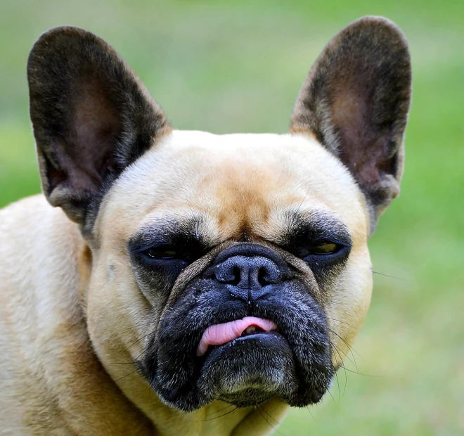 a close up of a dog with its tongue out, by Emanuel Büchel, shutterstock, french bulldog, sad exasperated expression, taken with my nikon d 3, grumpy cat smiling ear to ear