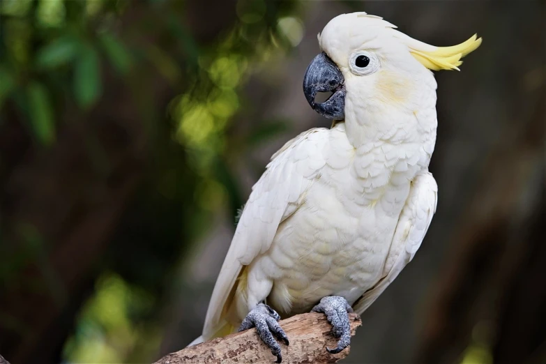 a white bird sitting on top of a tree branch, inspired by Charles Bird King, pixabay, with a big parrot, cocky smirk, ivory carved ruff, with a yellow beak